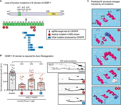 Functional Dissection of C. elegans bZip-Protein CEBP-1 Reveals Novel Structural Motifs Required for Axon Regeneration and Nuclear Import